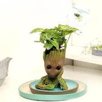 Unique Decorative Plants